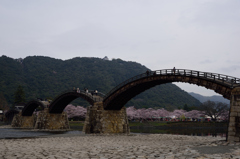 錦帯橋の桜⑫