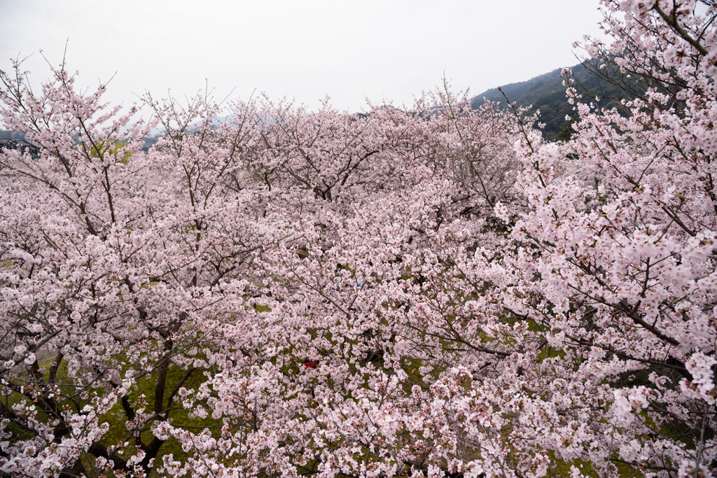 錦帯橋の桜③