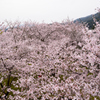 錦帯橋の桜③