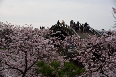 錦帯橋の桜⑦