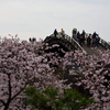 錦帯橋の桜⑦