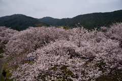 錦帯橋の桜⑭