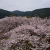 錦帯橋の桜⑭