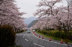 錦帯橋の桜⑩