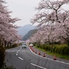 錦帯橋の桜⑩