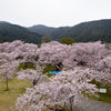 錦帯橋の桜①
