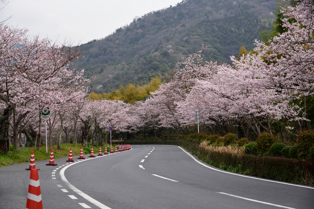 錦帯橋の桜⑨