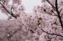錦帯橋の桜④