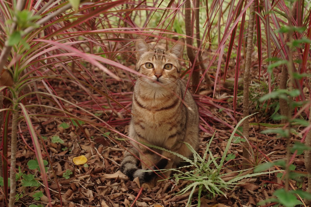 台湾の猫