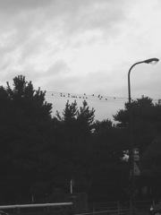 11月、曇りの音楽