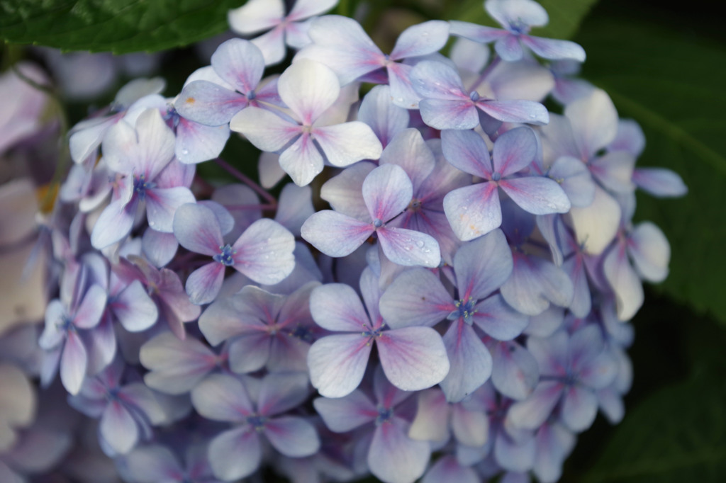 紫陽花