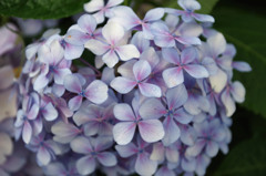 紫陽花