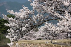 竹田城 桜