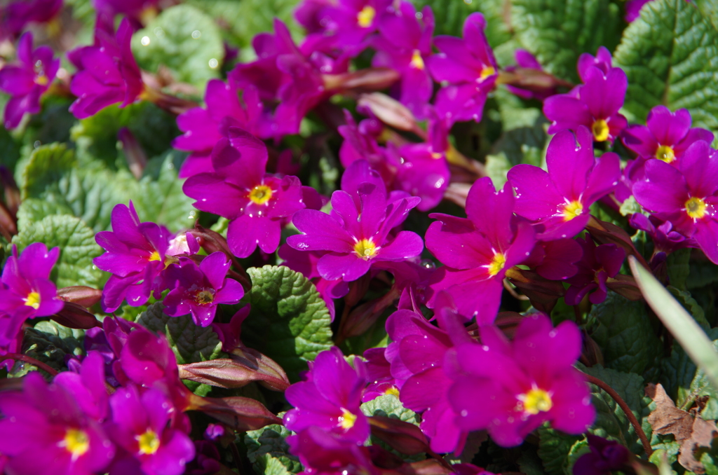 実家の花-4