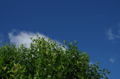 初夏の空 