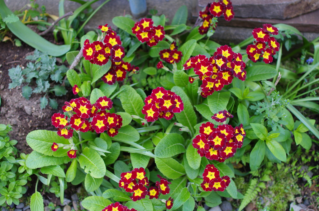 実家の花