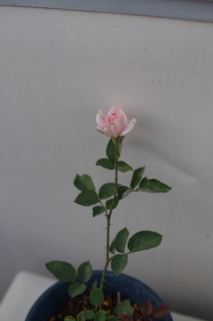 種から育てた薔薇２号