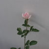 種から育てた薔薇２号