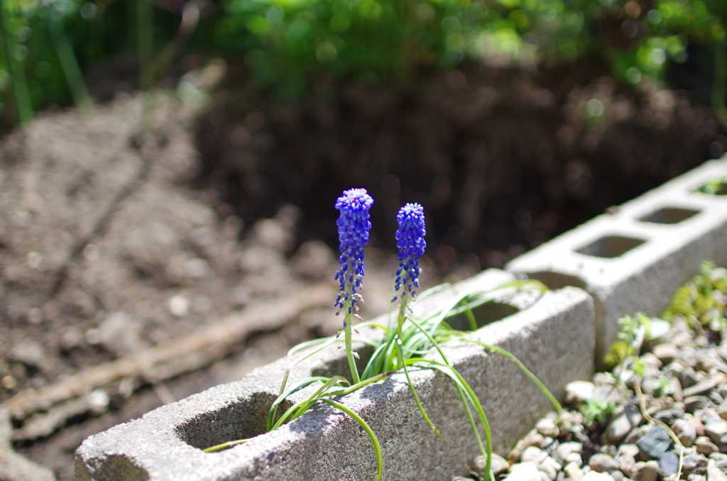 実家の花-3