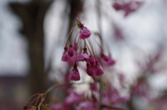 我が家の枝垂桜