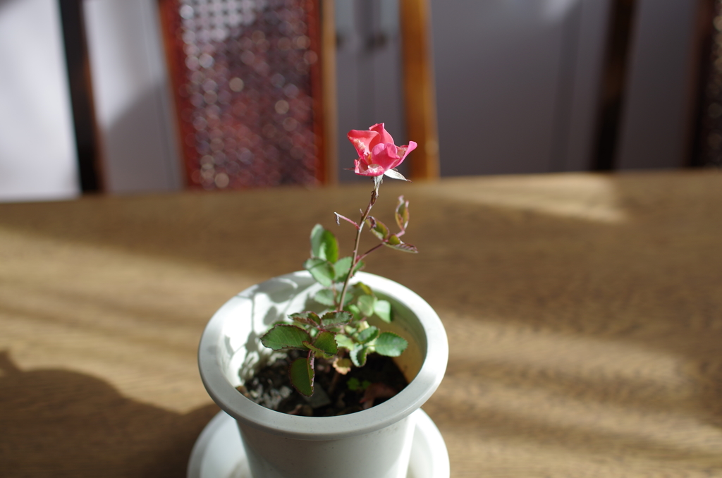種から育てたバラ１号 By グッチ六丸 Id 写真共有サイト Photohito