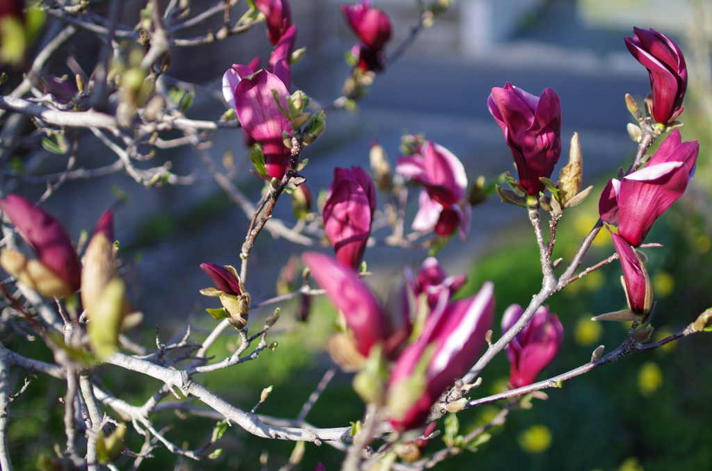 木瓜の花