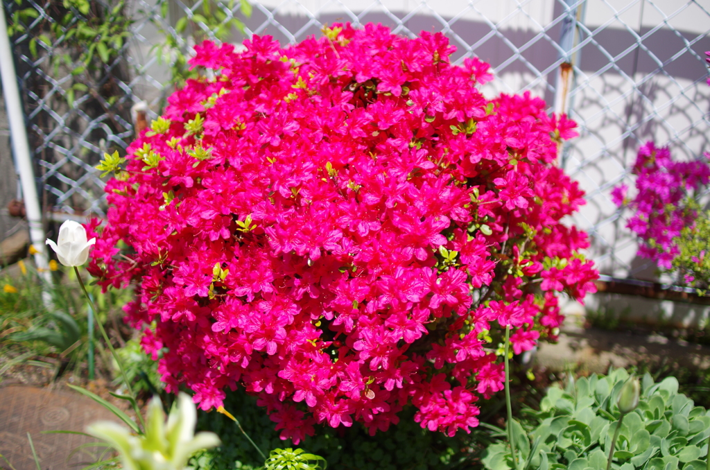 実家の花-2