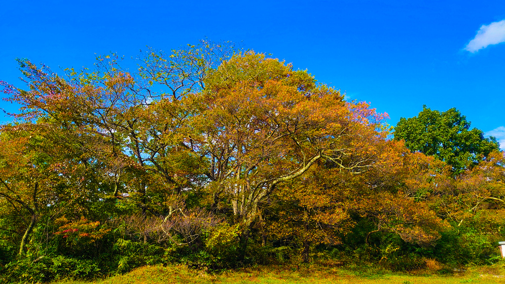 紅葉と青い空