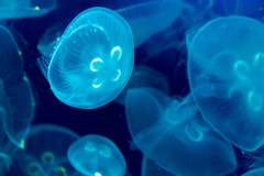jelly fish