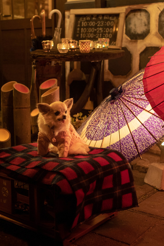 和傘とわんこ