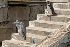 ペンギンの真似