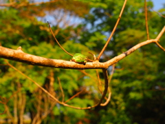 照