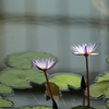 水面