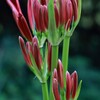 紅