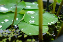 初夏、雨上がり。煌いて