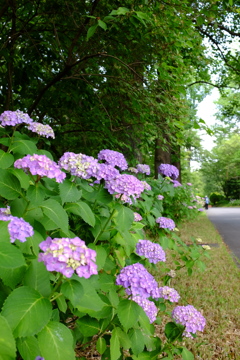 紫陽花の道