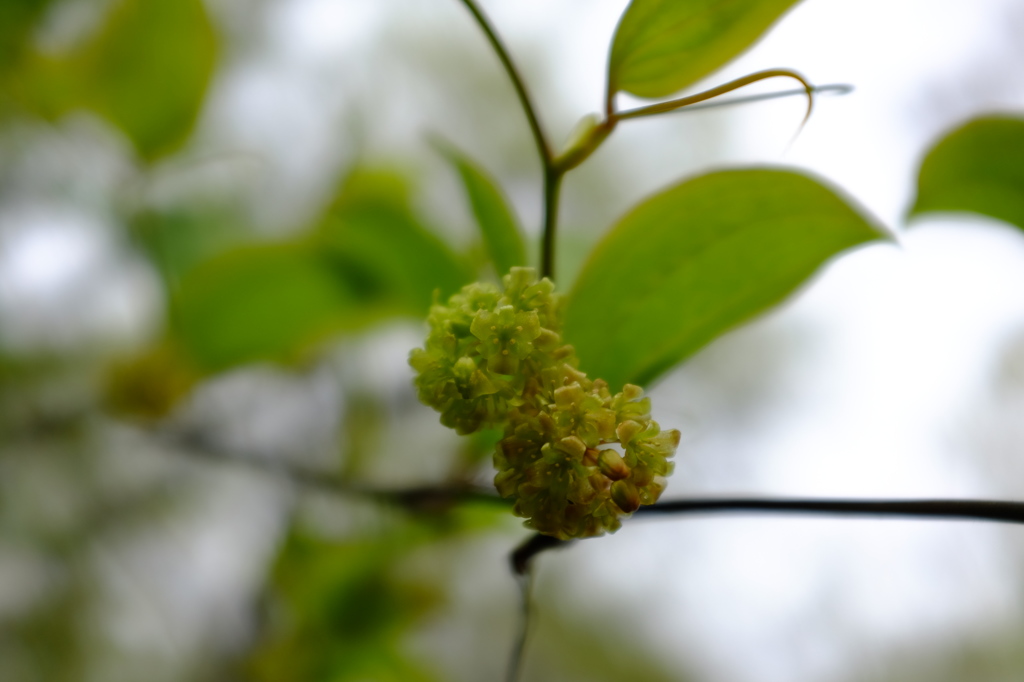 サンキライの花