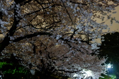 小江戸の夜桜３