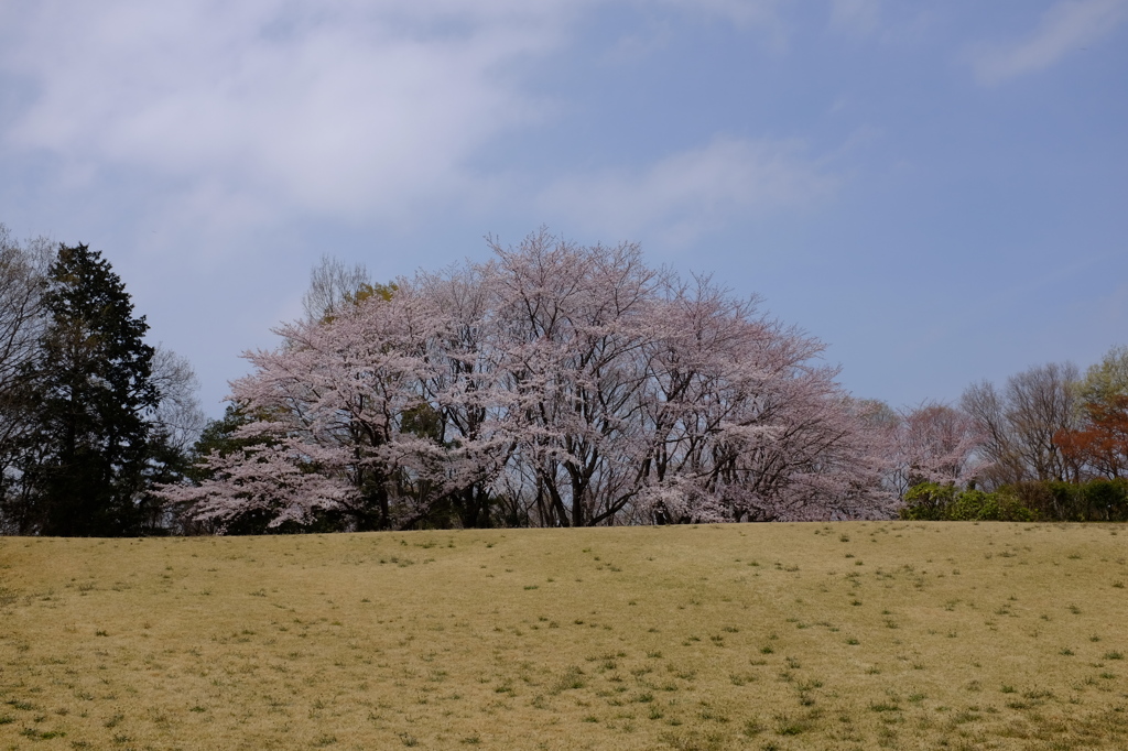 この木何の木・・・？