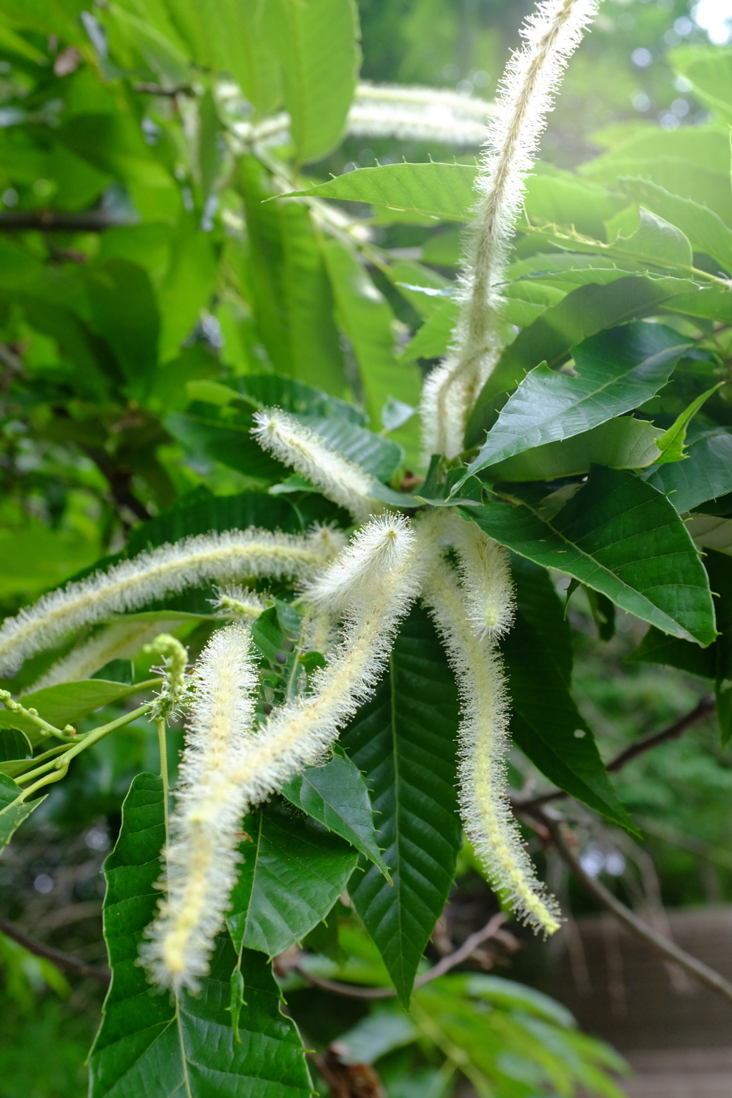 栗の花