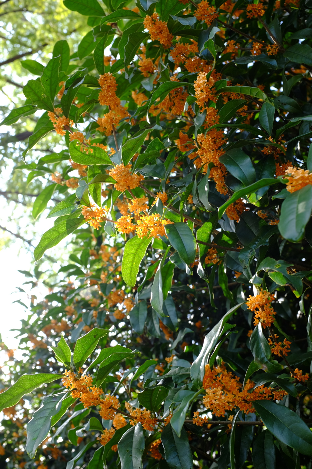 気持ち伝わる花その５