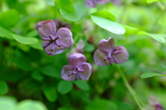 アケビの花