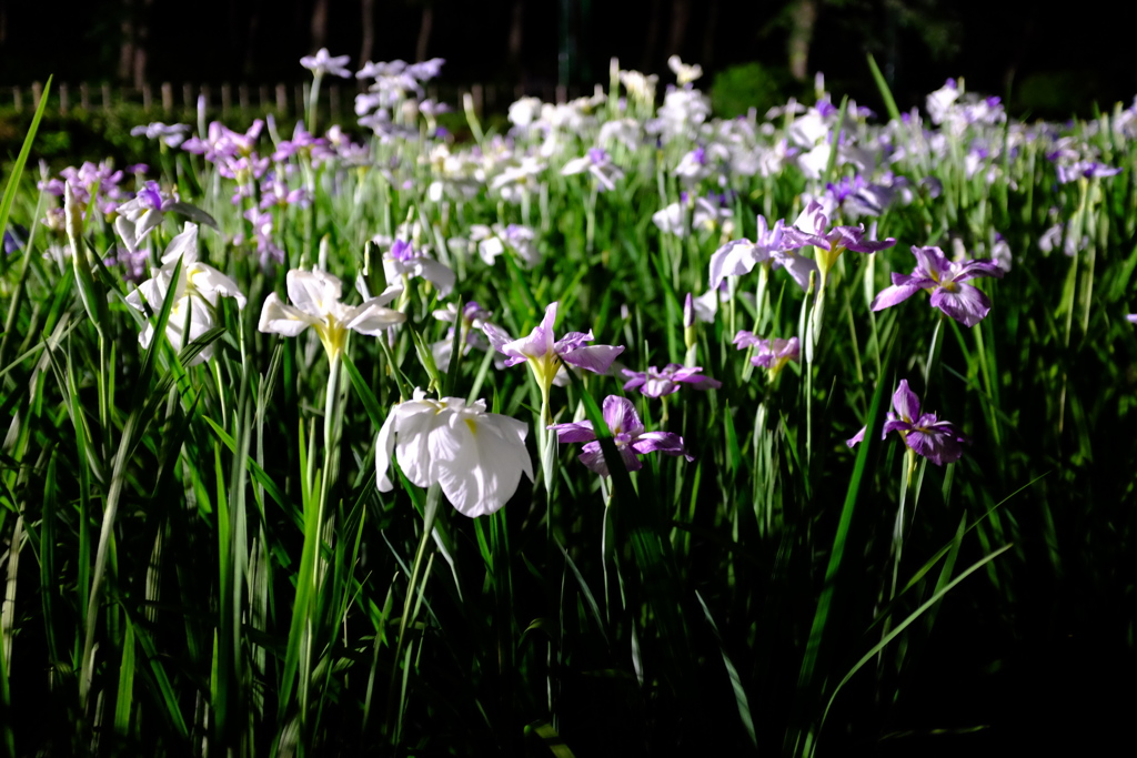 夜の菖蒲その１