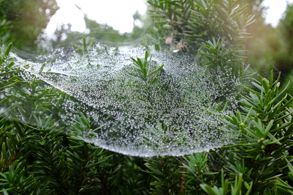 水のヴェール