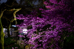 夜桜のおまけに・・・