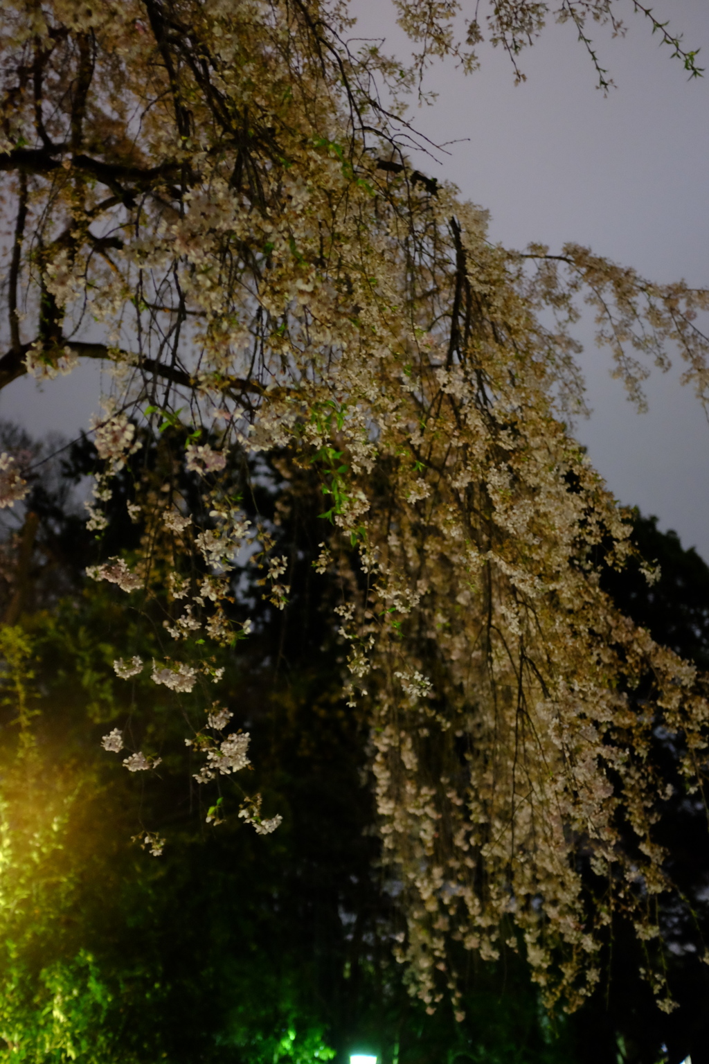 小江戸の夜桜１