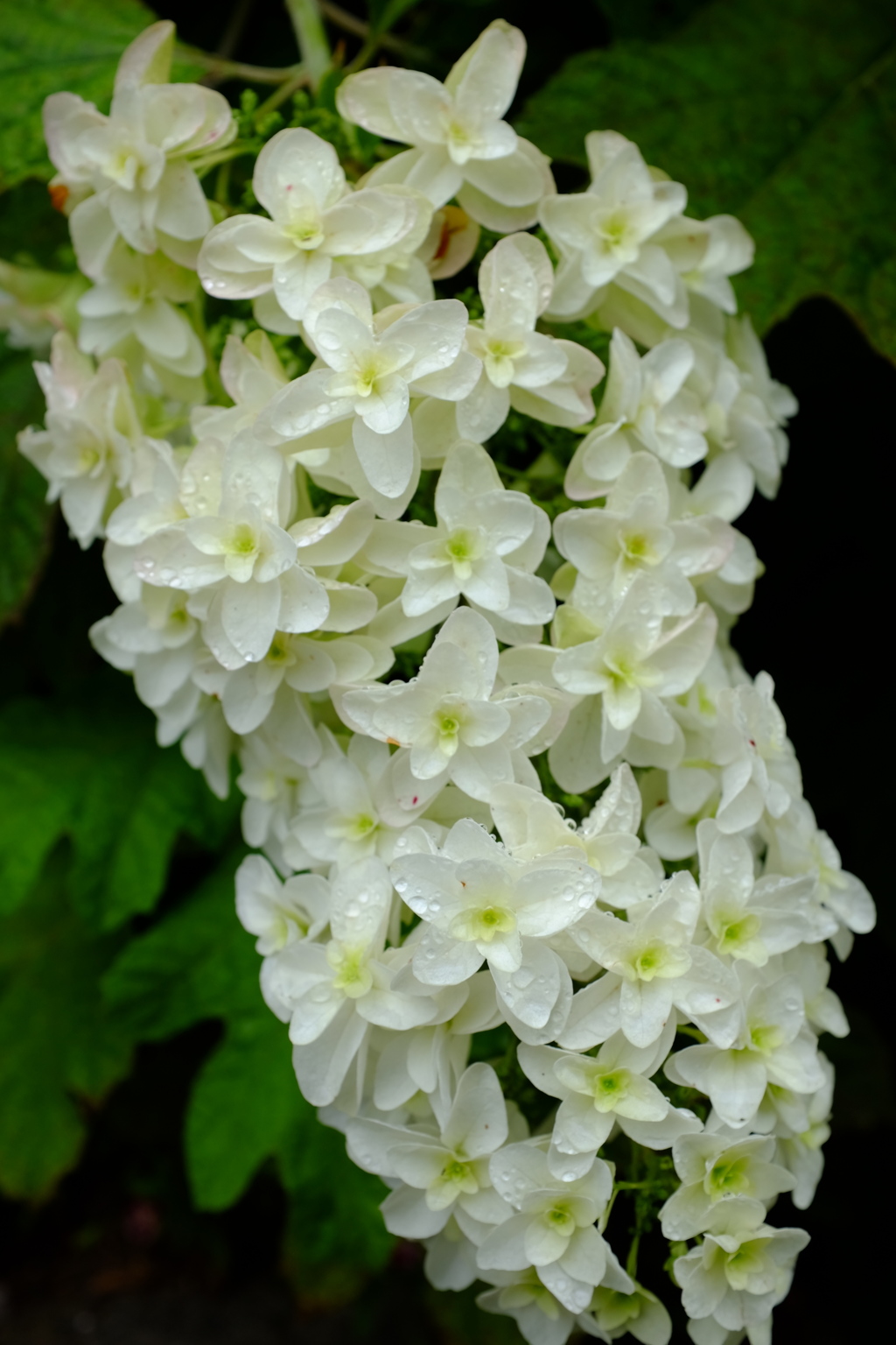 雨露と紫陽花