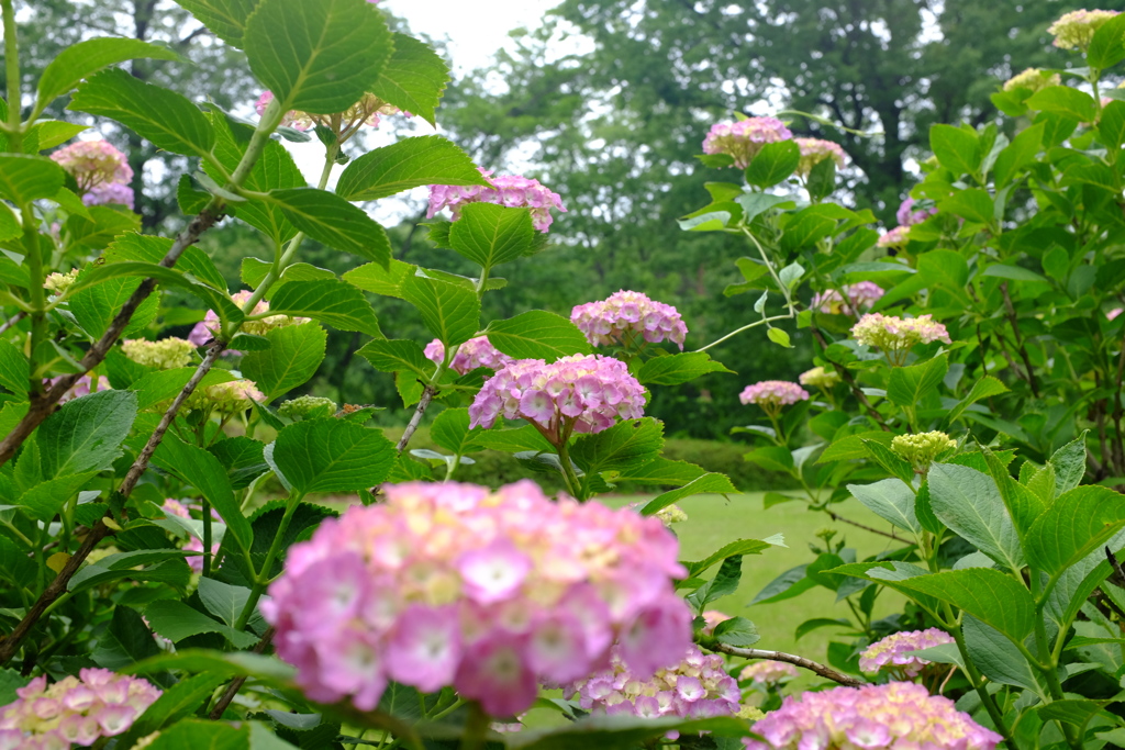 花園へ