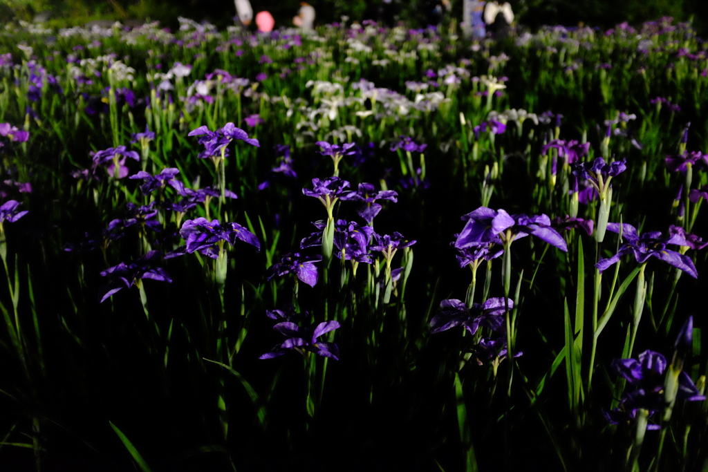 夜の菖蒲その５