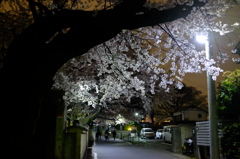 小江戸の夜桜２